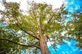 Reliable Ohkay Owingeh, NM Tree Services Solutions